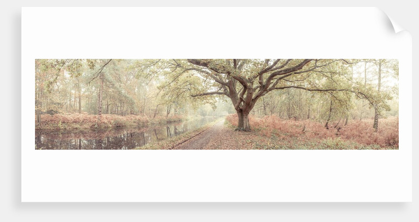 Canal through forest by Assaf Frank